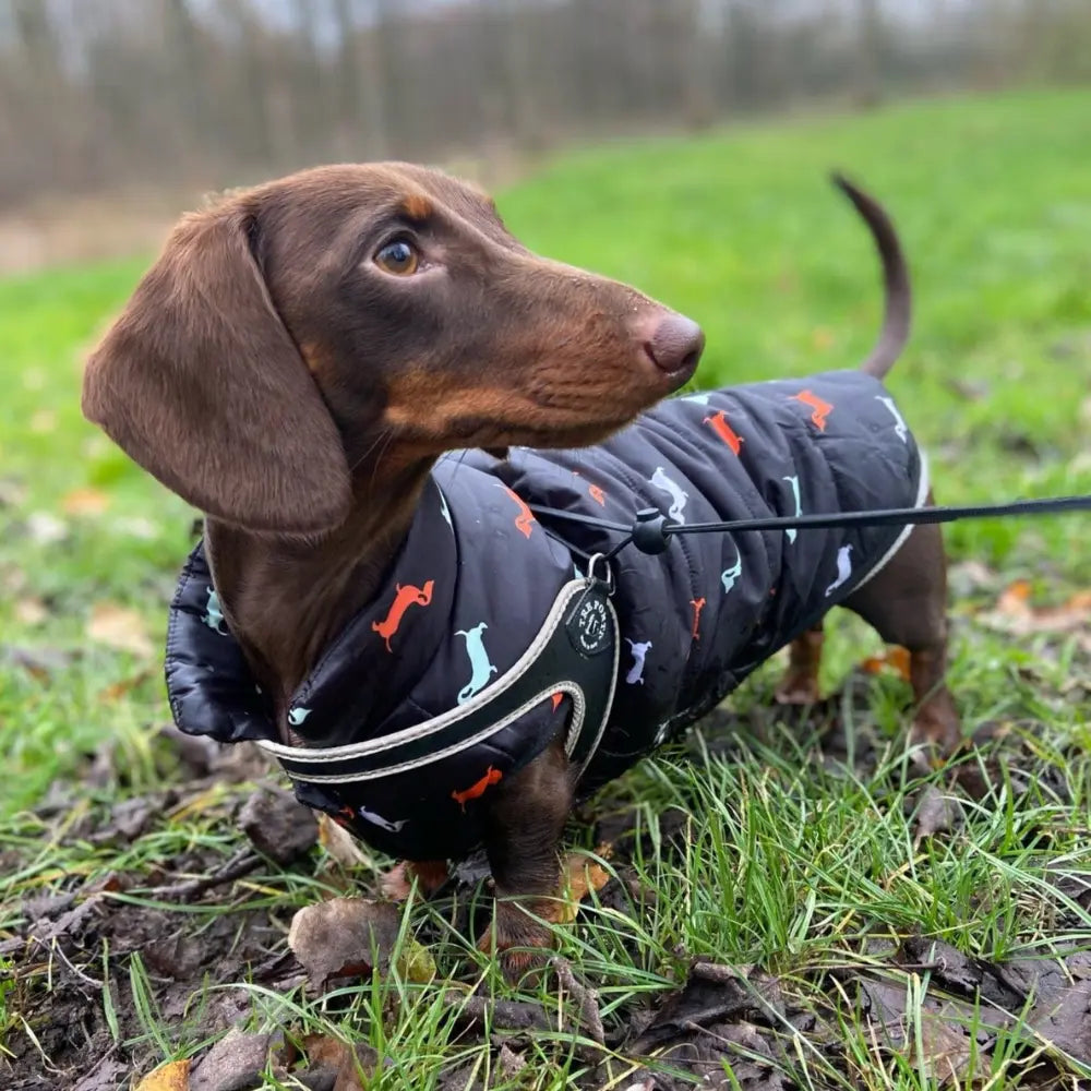 Dachshund Dog Jacket