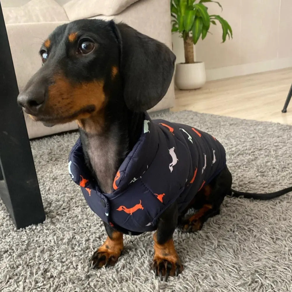 Dachshund Dog Jacket