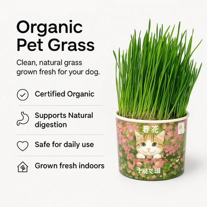 doggofinds-organic-pet-grass-benefits