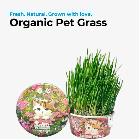 doggofinds-organic-pet-grass-featured