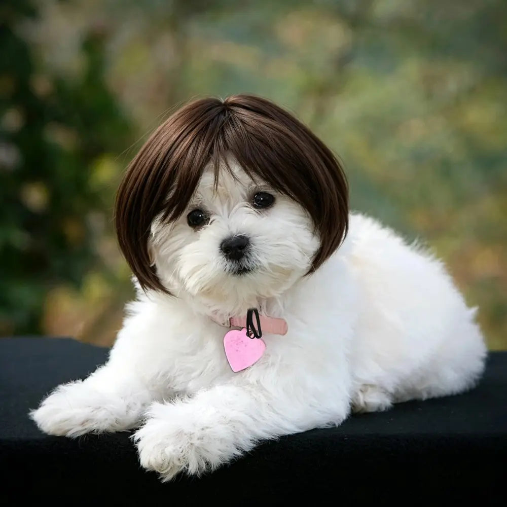 Pet Wig Cosplay