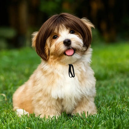 Pet Wig Cosplay
