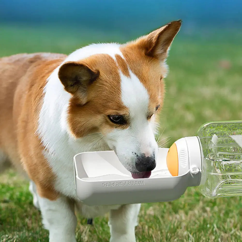 Portable Dog Water Bottle